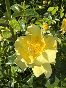 FLOWER CARPET GOLD
