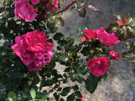 FLOWER CARPET PINK - image 1