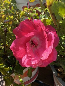 FLOWER CARPET PINK - image 2
