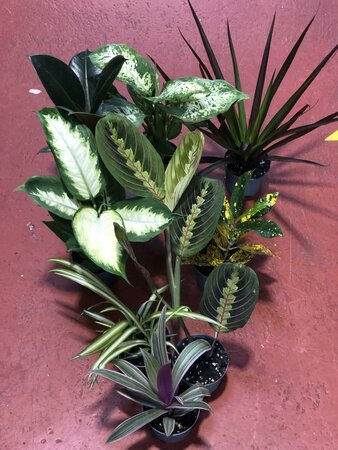 Foliage houseplants mix