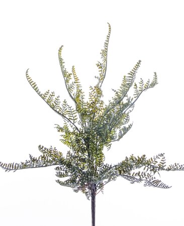 Forest Fern Bush x11 30cm