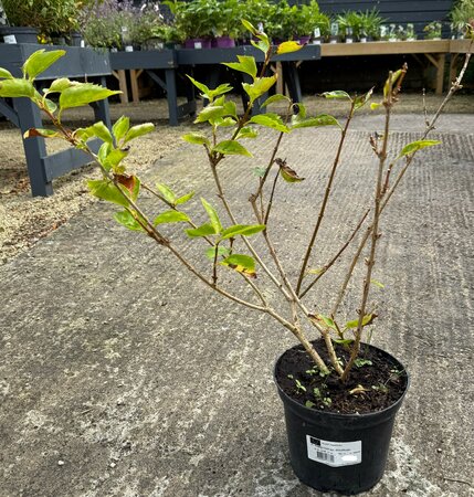 FORSYTHIA INT. GOLDRUSH