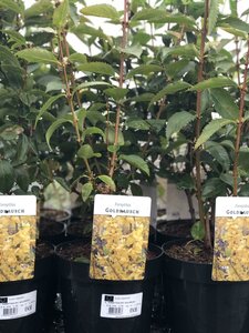 FORSYTHIA INT. GOLDRUSH
