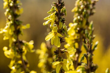 FORSYTHIA INT. MIKADOR