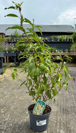FORSYTHIA INT. SPECTABILIS