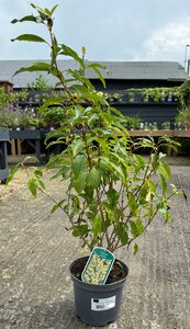 FORSYTHIA INT. SPECTABILIS