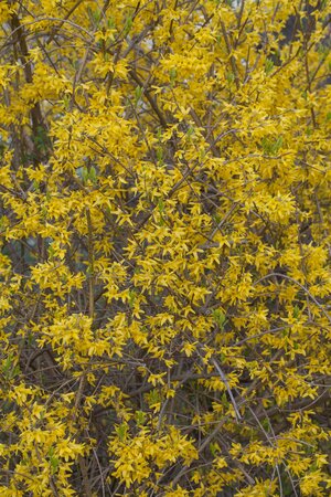 FORSYTHIA INT. SPECTABILIS