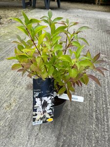 Forsythia 'Week End' ®