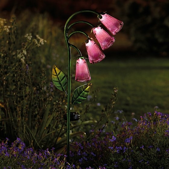 Foxglove - D and M Garden Centre