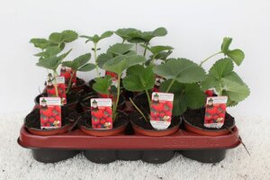 Fragaria ananassa 'Elvira'