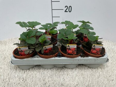 Fragaria 'Elsanta'