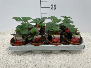 Fragaria 'Elsanta'