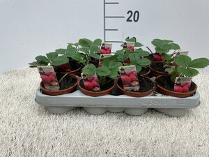 Fragaria 'Tenira'