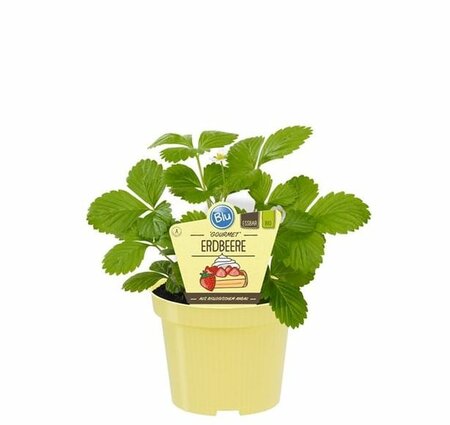 Fragaria vesca 'Gourmet'