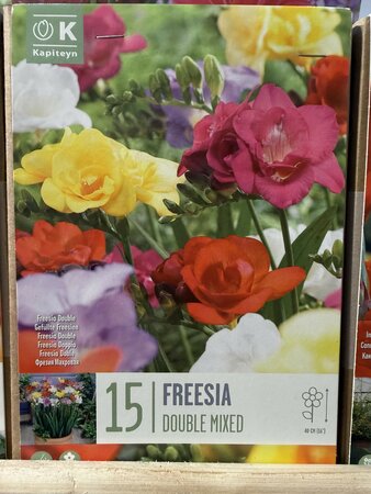 FREESIA DOUBLE MIXED