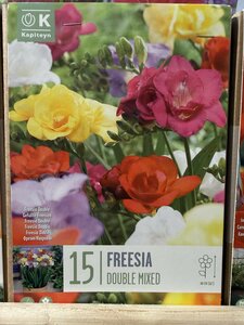FREESIA DOUBLE MIXED