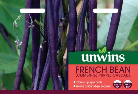 French Bean (Climbing) Purple Cascade