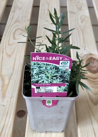 French Tarragon