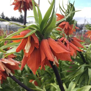 Fritillaria imperalis Aurora