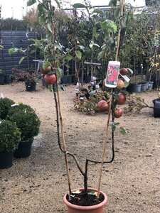 FRUIT TREES IN VAR - APPLE UFRAME - image 1