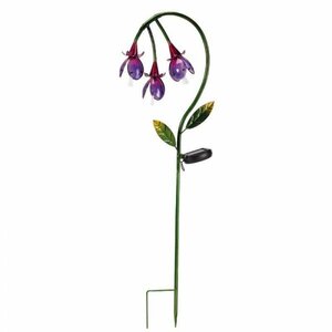 Fuchsia Solar