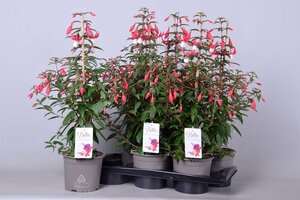 Fuchsia 'Bella Fuchsia® Evita'  P17