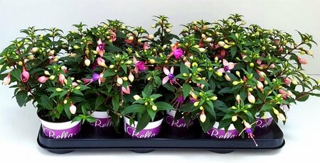 Fuchsia 'Bella Fuchsia® Mariska'