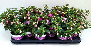 Fuchsia 'Bella Fuchsia® Mariska'