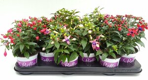 Fuchsia 'Bella Fuchsia'® mix