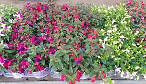 Fuchsia 'Bella Fuchsia'® mix