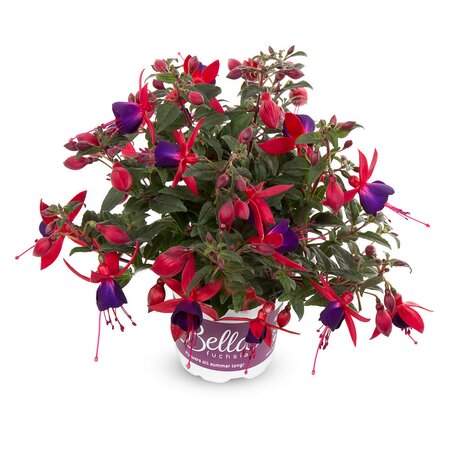 Fuchsia bella sacha