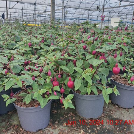 FUCHSIA Blacky
