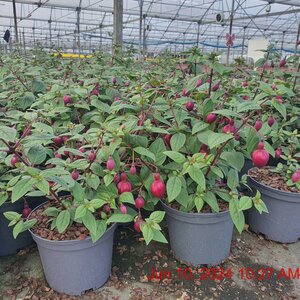 FUCHSIA Blacky