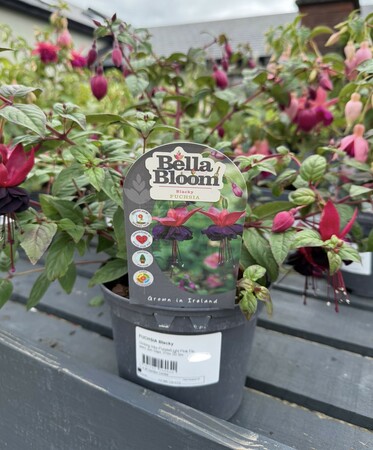 FUCHSIA Blacky - image 2