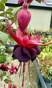 FUCHSIA Blacky - image 1