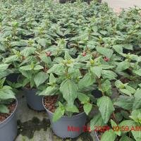 FUCHSIA Dark Eyes
