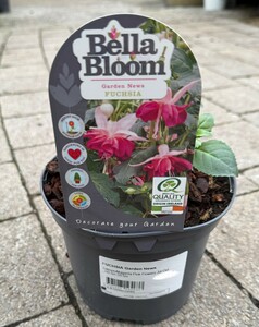 FUCHSIA Garden News