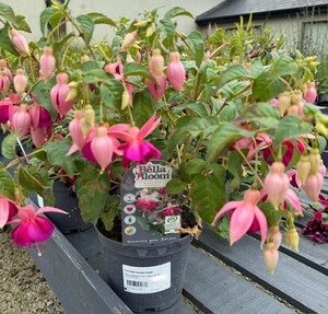 FUCHSIA Garden News - image 2