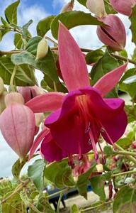 FUCHSIA Garden News - image 2