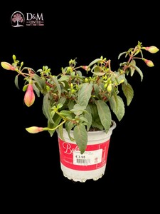 Fuchsia hanging mix - image 2