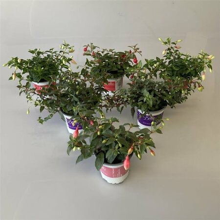 Fuchsia hanging mix