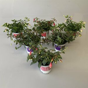 Fuchsia hanging mix