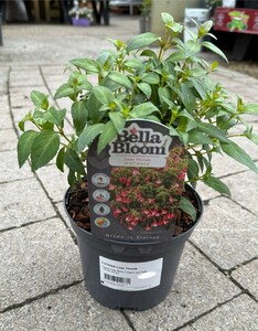 FUCHSIA Lady Thumb
