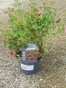 FUCHSIA Lady Thumb