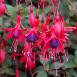 FUCHSIA magellancia 5L
