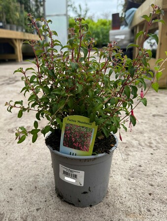 Fuchsia Magellanica