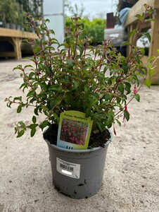 Fuchsia Magellanica