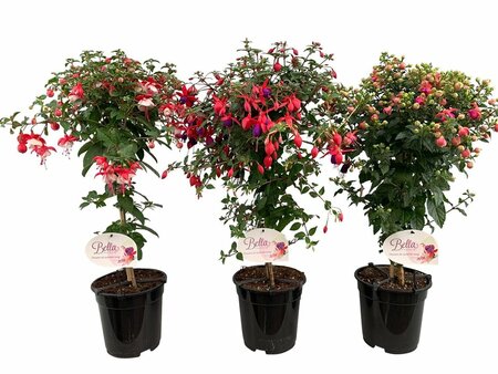 Fuchsia mix