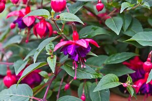 Fuchsia mix² on a stem