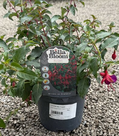 FUCHSIA Mrs Popple